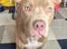 Pocket bully  cross american bulldog
