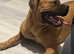 Dogue de Bordeaux x English mastiff