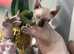 1 Elf sphynx boy looking for a forever family