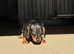 Miniature Dachshund puppies