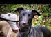 Kc reg whippet litter work/pet/show