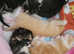 I am selling six kittens.