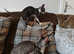 Cornish rex kitten