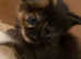 *REDUCED* Pure Maine coon kitten FULLY vaccinated