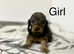 6 wonderful dachshund girls and boys