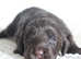 Healthy Chocolate merle f2b cockapoo litter