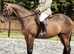 Dressage/Fun Horse