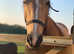 Lovely dun horse