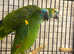 Stunning colourful blue fronted Amazon parrot