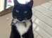 Missing Cat