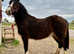 Beautiful Cob Filly to make 13.2+