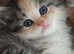 Persian kittens  1 ginger boy left.