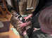 English bull terrier puppies kc registered