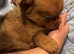 Pomchi