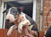 English bull Terriers, last chunky black and white male left
