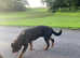 Chunky head Rottweilers puppies Kc registered pure blood pedigree
