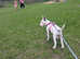 KC reg English Bull Terrier