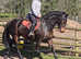 Stunning 15hh welsh part bred mare project