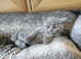British shorthair kittens for sale