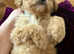Beautiful loving Cavapoochon's