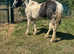 Ted cob/ appaloosa