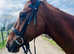 Rose- 15.2hh TB Mare