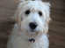 F1 goldendoodle