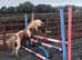 For sale suzie Shetland pony