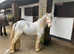 12hh mini  cob  gelding