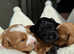 F1 health tested cavapoos