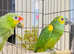 Stunning baby blue fronted and red crown Amazon