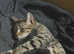 Baby kittens