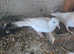 White Doves