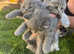 Scottish fold kittens