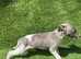 Whippet boy pup