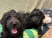 Bernedoodle Puppies - Boy & Girl