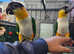 2 male hand tame caiques