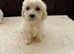 F1 goldendoodle