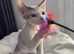 GCCF registered male kitten