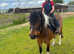12.3hh 10 year old