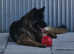 STUNNING *PROVEN* KC longhair German Shepherd for STUD