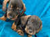 Miniature dachshund puppies