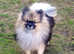 wonderful German Kleinspitz dogs are looking for their loving families