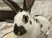 Beautiful male in door rabbit needs a new home.