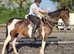 Pure Bred American Saddlebred mare
