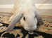 Bunny lops for sale