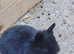 Lionhead rabbit babies