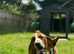 Male 2 yr old basset hound