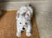West highland Scottish terrier white