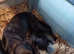 kc reg pups